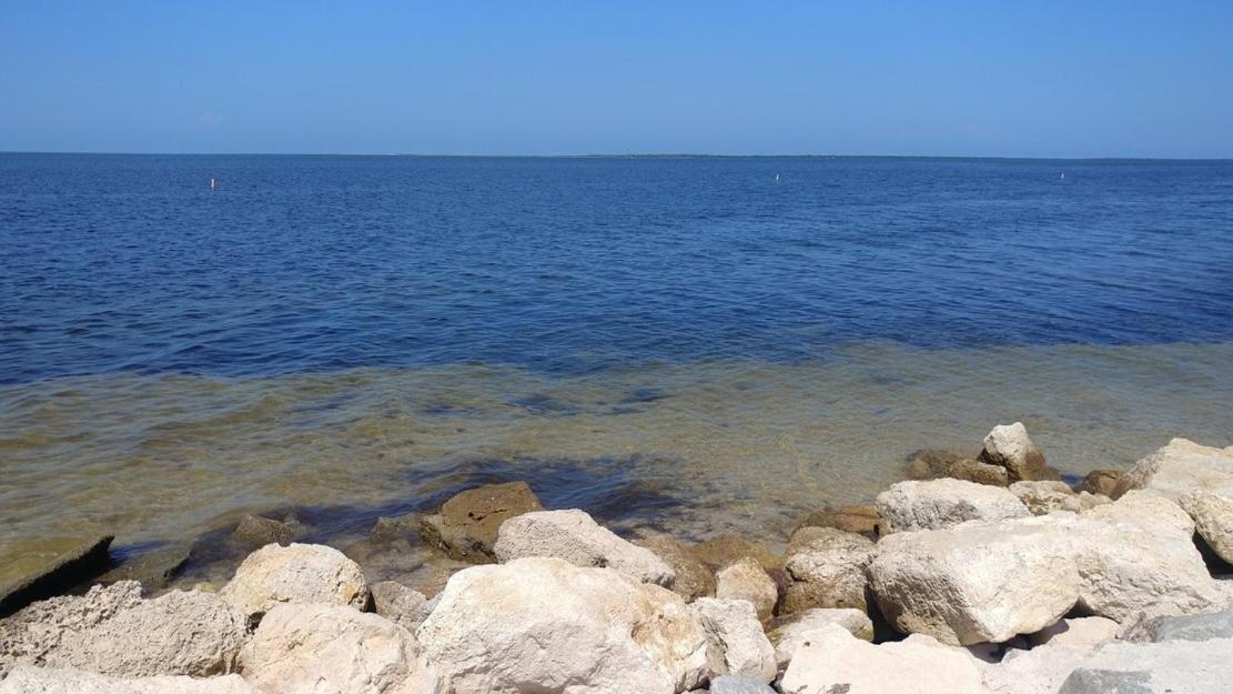 Walk Everywhere! 1-Bedroom Gem In Downtown Hub New Port Richey Εξωτερικό φωτογραφία